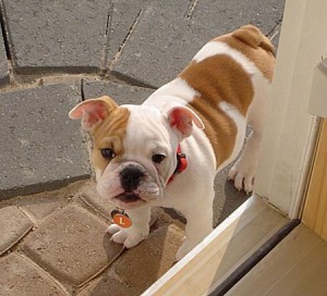 emglish bulldog puppies