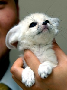 LOVELY AND FREINDLY FENNEC FOX FOR ADOPTION