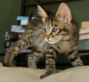 Male And Female F2 Savannah Kittens in Need of a Good Home