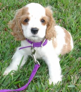 lovely spaniel for