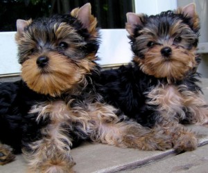 cute and sweat yorky puppies for adoption