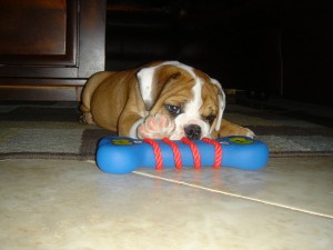 ADORABLE AND GORGEOUS ENGLISH  BULLDOG PUPPY FOR FREE ADOPTION