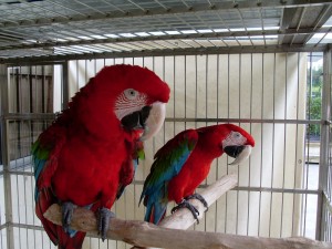 Parrots for sale