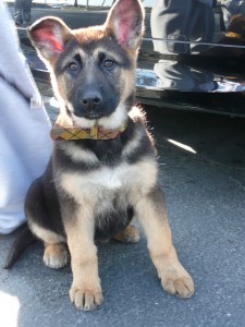 Gorgeous German Shepherd Puppies Ready To Leave.