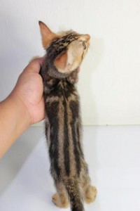 Super High Quality Male and Female Gold Marble Bengal Kitten