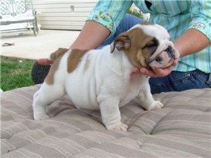 home raise english bulldogs puppies for adoption