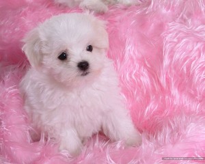 We have 3 amazing maltese puppies available.