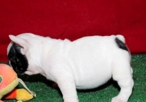 Registered French Bulldog Puppies For Sale