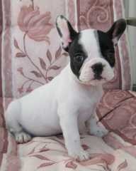 playful female French Bulldog puppy.