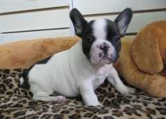 Pretty French bulldog puppies for happiness.