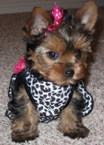 We are giving our teacup Yorkie puppies on adoption