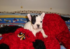 Cute and loving French Bulldog for adoption