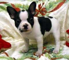 little AKC French Bulldog .