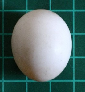 Fertile Parrot Eggs Available For Sale