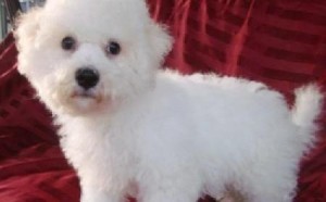 Bichon Frise Puppies For Sale