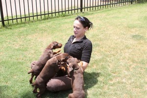 AKC Bloodlines Male and Female Doberman puppies available for Adoption