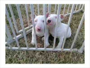 Bull Terrier Available