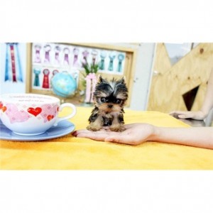 XMASS TALENTED TEACUP YORKIE PUPPIES FOR ADOPTION