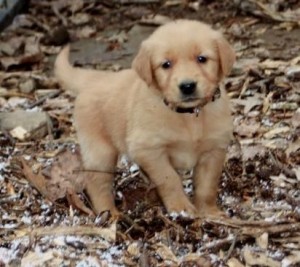 Adorable AKC Golden Retriever Puppies Male And Female