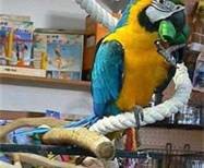 Perfect talking blue and gold macaw parrots