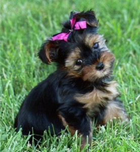 talented female Yorkie puppy for free adoption