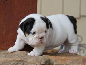 English bulldog puppies for adoption