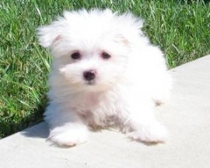 SMART TOY,PARTY TEACUP MALTESE PUPPIES AVAILABLE !!!!