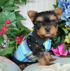 Lovely &amp; sexy male and female yorkies $1000