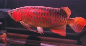 BUY PREMIUM QUALITY ASIAN AROWANA FISHES
