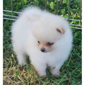 Pure Breed pomeranian Puppies For Adoption*