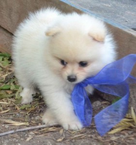 Two Outstanding pomeranian Puppies For Pet Friendly Homes*