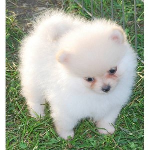 Beautiful Superb Litters Of Pedigree Pomeranian Pu