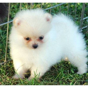 Amazing Tiny T-cup Pomeranian Puppies..