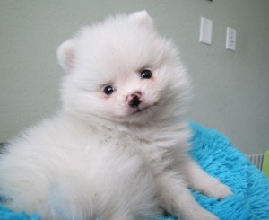 Beautiful Tiny Pomeranian