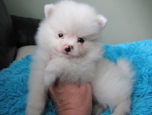 1 Pom Puppy Ready Now Looking For Her Forever Home