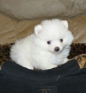 Stunning Pomapoo Puppy's (pomeranian X Poodle)