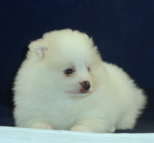 Pomeranian Puppies Miniature.