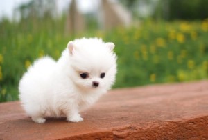 Tiny Pomeranian Girl