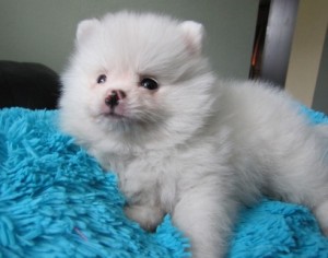 Pomerania Puppies For Sale