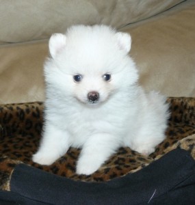 Pomchi Puppys For Sale