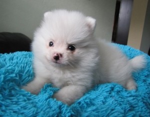 Beautiful Pomeranian Puppy Dog