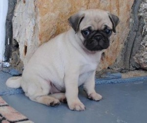 awesome pug pupiies for sale