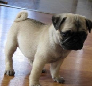 Pug Puppies Multi Champion Sire And Dam