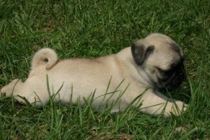 Beautiful 99% Pug Puppies