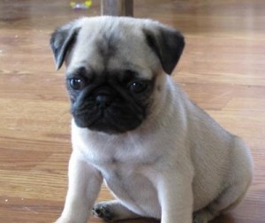 Kc Reg. Pug Puppies.