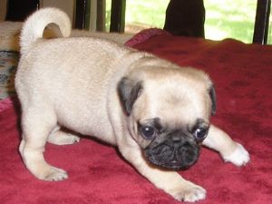 Beautiful Pug Puppies