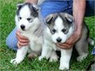 Latest Breaking News .Male And Female Siberian Husky Puppies For Sale Now Ready To Go Home.