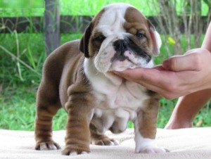 Cute and Adorable English bulldogs puppies