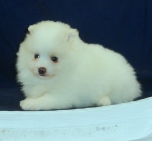 * Bouncy Pomeranian Puppy *