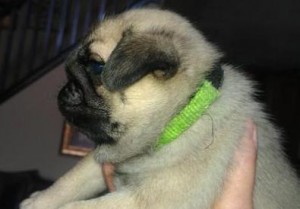 A Gorgeous Apricot Kc Reg Pug Bitch For Sale